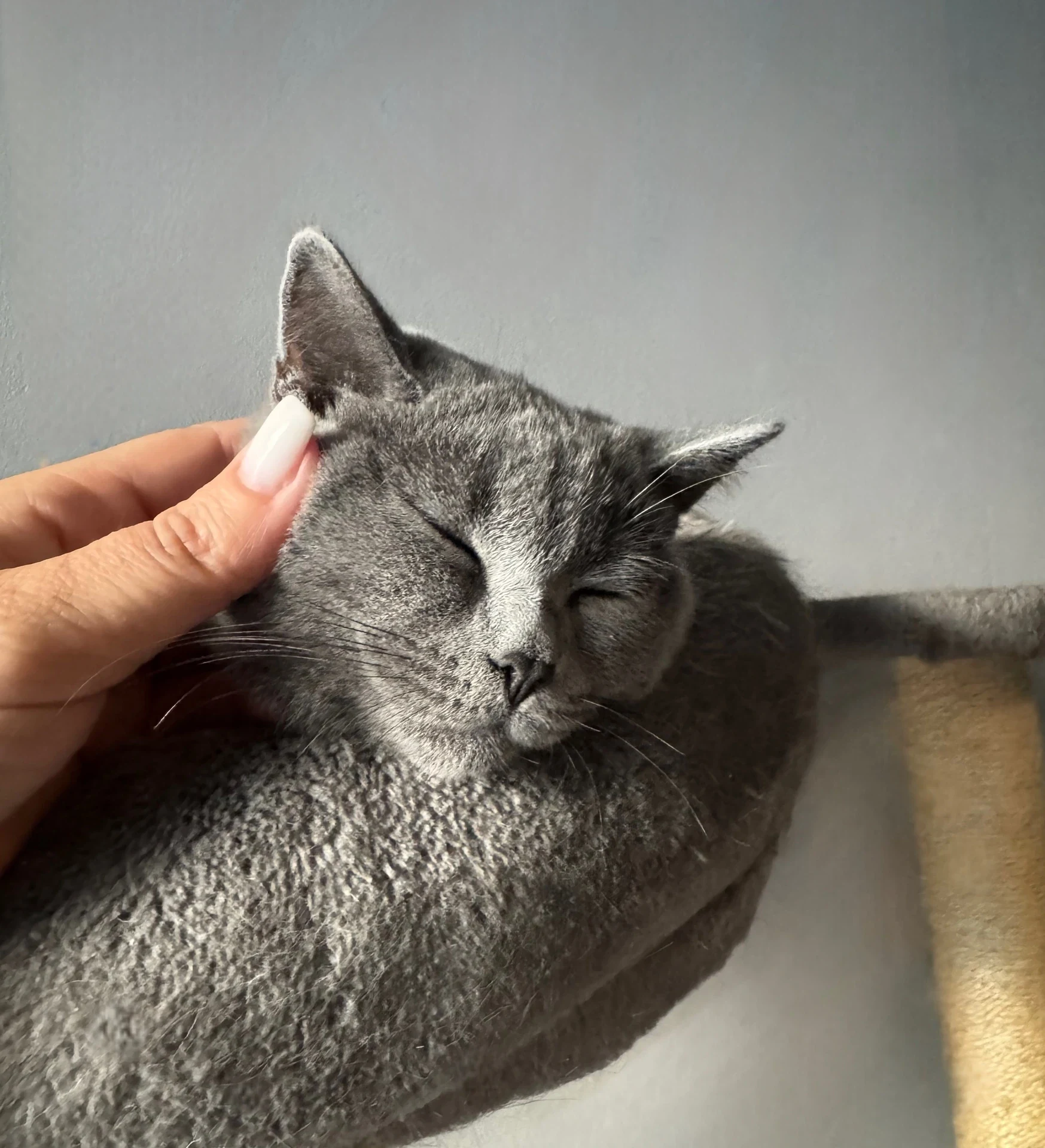 Një dorë përkëdhel macen gri që pushon me sy të mbyllur në platformën e saj.